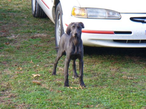1995 Ford Thunderbird - A dog stands on grass in front of a white car with a red stripe.