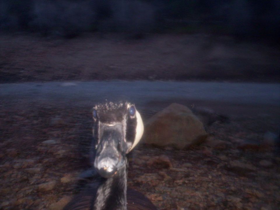 Goose looking at the camera in shallow water