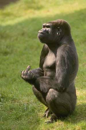 1991 Ford Bronco - A gorilla is sitting on a grassy field and is giving the middle finger.