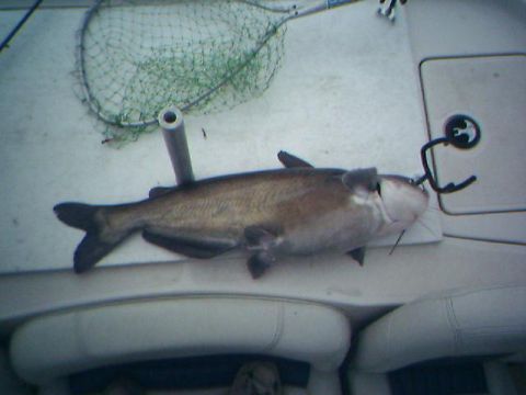 1988 Ford Bronco - Another big blue caught while trolling. Caught on a red/white grub using crappie spincast outfit. Probably 15 lbs