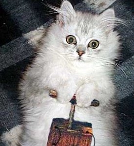 1989 Ford Bronco - A fluffy white kitten is captured in this image, with visible text from 'SUPER MOTORS' at the bottom.