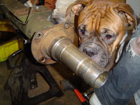 1978 Ford Bronco - A dog curiously inspects a vehicle axle that is being held up by a jack stand in a garage setting.