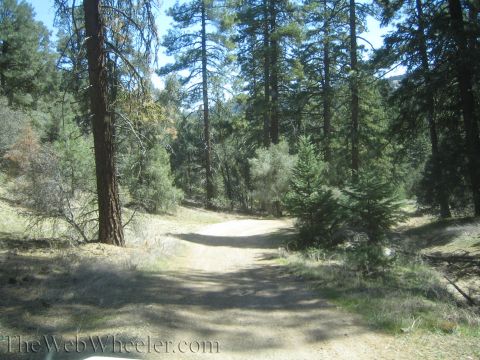 1987 Suzuki Samurai - A dirt road passes through a forest with tall pine trees and dry grass on the sides.