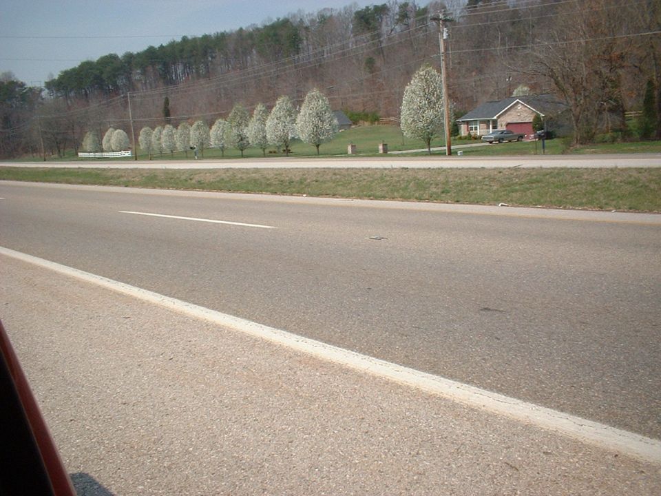 Roadside scene with flowering white trees and a brick house across a highway; no vehicle clearly shown.