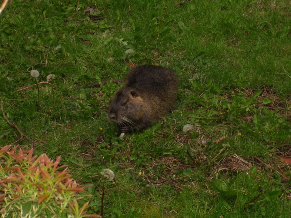 Nutria rodent resting on grassy ground with dandelions