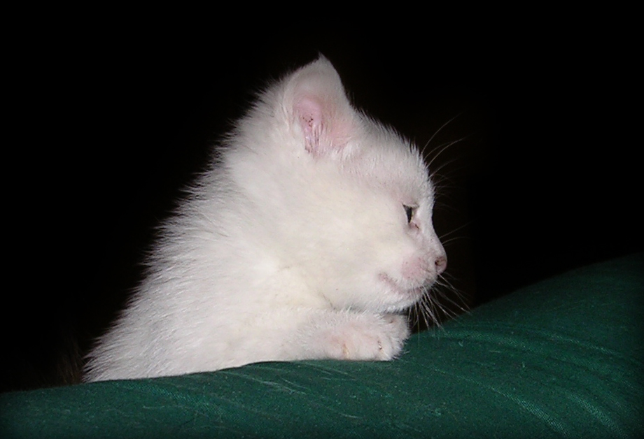 white cat's head is visible against a dark background