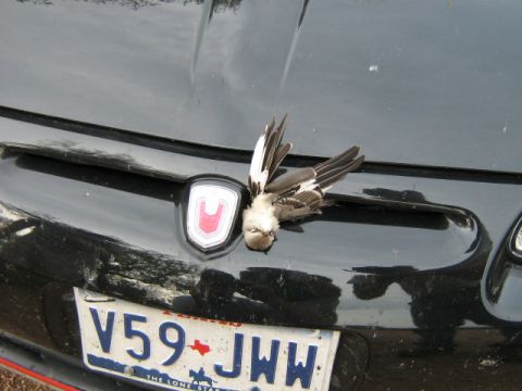1986 Ford Bronco - A bird rests on the hood of a car, its license plate reading V59-JWH.