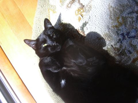 1996 Ford Crown Victoria - A black cat lounges on a rug, with a Supermotors.net watermark visible in the lower right corner.