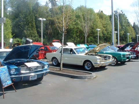 2000 Ford Crown Victoria - Several classic Ford Mustangs are displayed with their hoods open at an outdoor car show event.