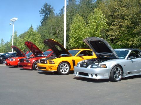2000 Ford Crown Victoria - Several Ford Mustangs are lined up with their hoods open, showing off their engines.