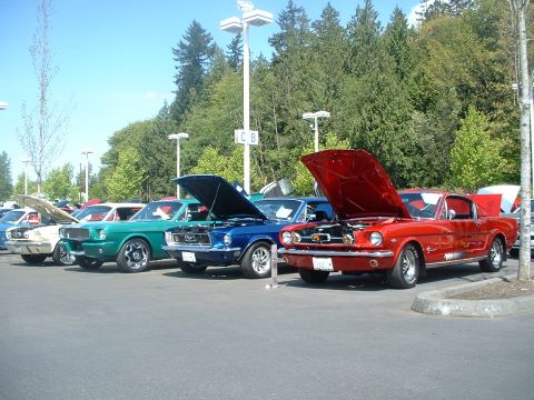 2000 Ford Crown Victoria - A row of vintage Ford Mustangs are displayed with their hoods open at an outdoor car show.