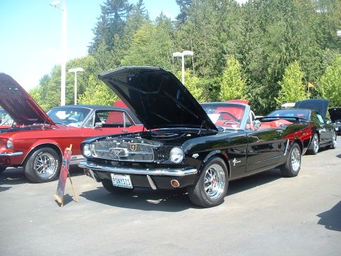2000 Ford Crown Victoria - Several classic Ford Mustangs are displayed with their hoods open at an outdoor car show.
