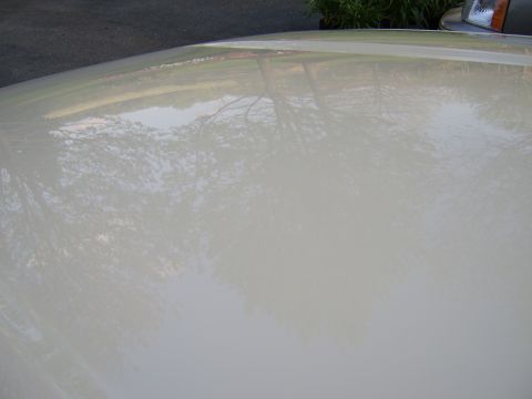 1996 Mercury Grand Marquis - The glossy surface of the car hood reflects the surrounding environment, including trees and the sky.