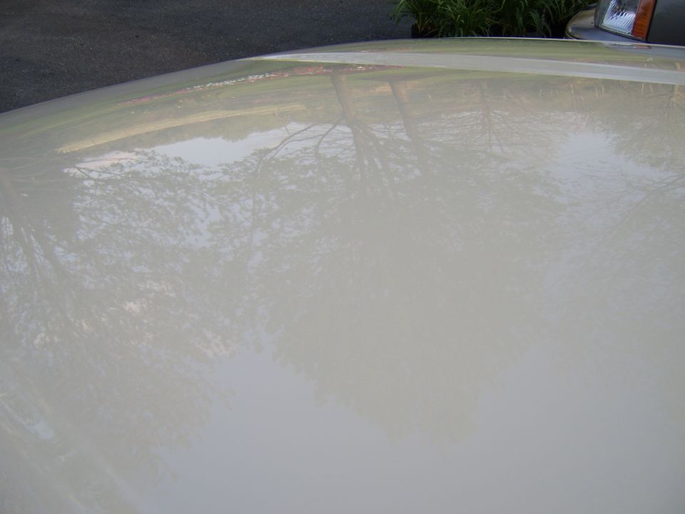 Close-up of glossy cream car body panel reflecting trees