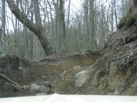 1992 Ford Mustang - A view of a rough, unpaved path through a wooded area, suggesting an off-road or trail environment.
