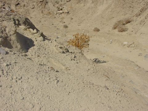 1994 Ford Bronco - A desolate desert scene with sandy hills and a small, dry bush.