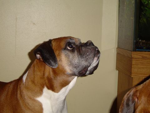 1989 Ford Bronco - A boxer dog's head and chest are visible, with another dog in the background.