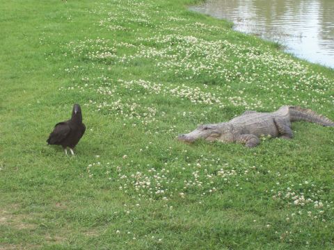 1992 Ford Bronco - An alligator and a black bird share a grassy area next to a body of water.