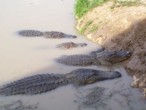 1992 Ford Bronco - Several alligators rest partially submerged in shallow, muddy water beside a grassy bank.