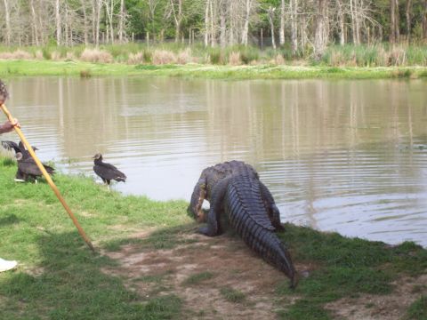 1992 Ford Bronco - An alligator is seen near the water's edge with several birds nearby, while a person holds a stick.