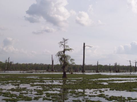 1992 Ford Bronco - A wide shot of a swampy landscape with dead trees and vegetation covering the water's surface.