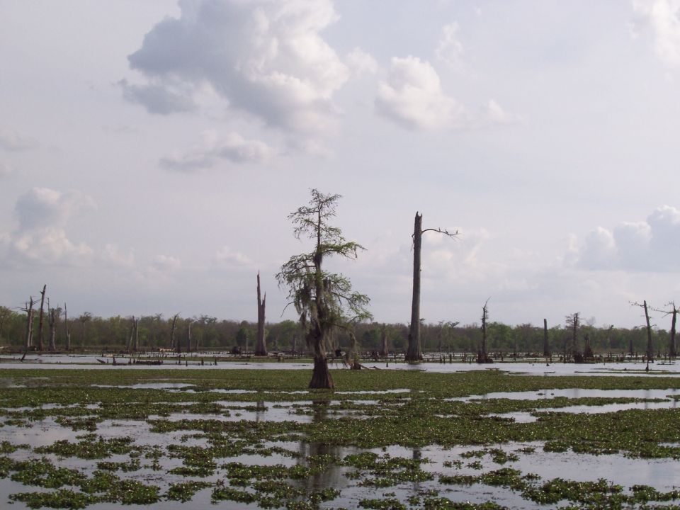 Swampy area with dead trees and lily pads under a cloudy sky. Supermotors.net logo in corner