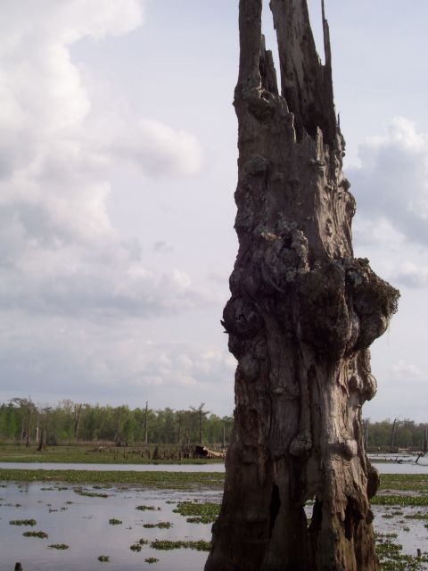 1992 Ford Bronco - A large, gnarled tree stump stands in a swampy area, with water and vegetation surrounding it.