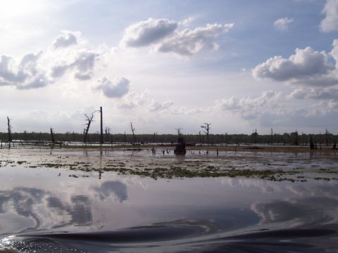 1992 Ford Bronco - A swamp scene with dead trees reflected in the water under a cloudy sky.