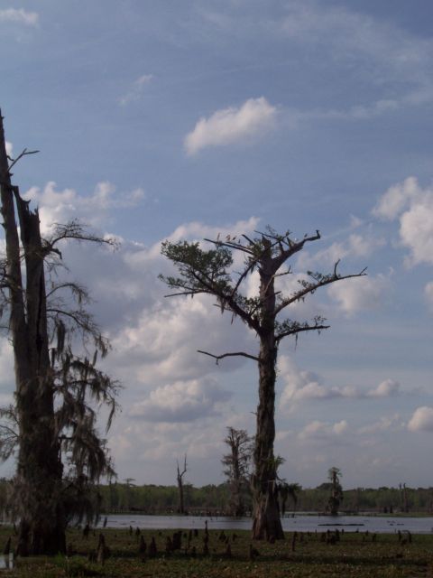 1992 Ford Bronco - A murky swamp landscape is depicted under a partly cloudy sky, with bare trees and Spanish moss dominating the foreground.