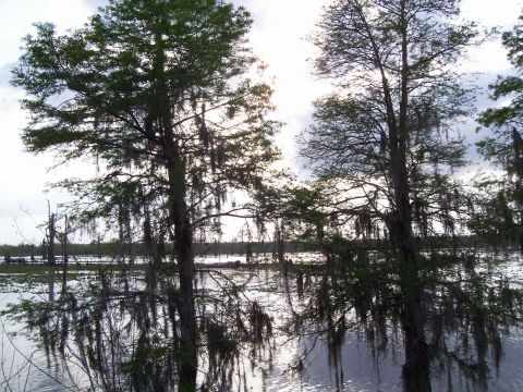 1992 Ford Bronco - Cypress trees with Spanish moss hang over a calm swamp water body under a cloudy sky.
