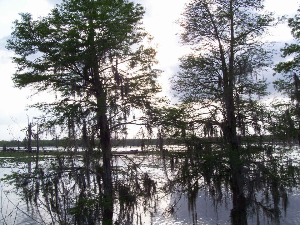 Swamp scene with cypress trees draped in Spanish moss and calm water reflecting the sky