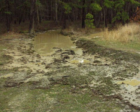 1989 Ford Bronco - A muddy path winds through a wooded area with tall grass and puddles.