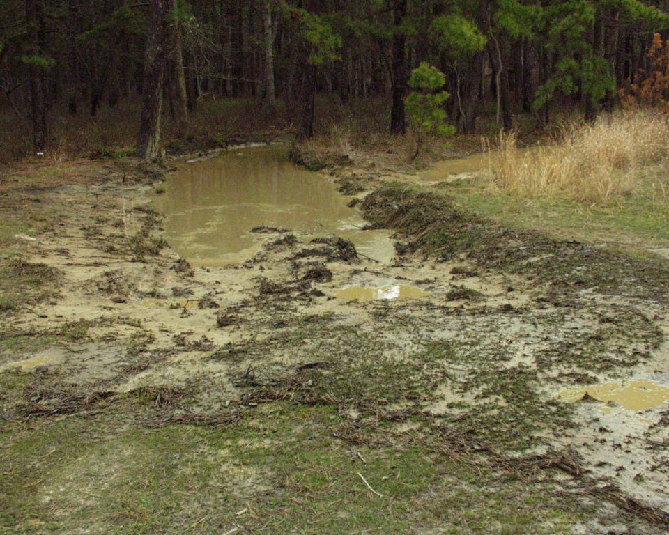 muddy track through woods with puddles