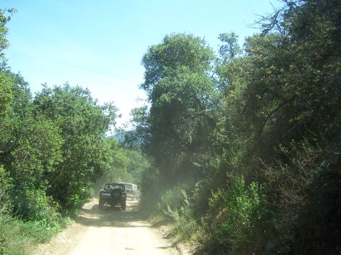 1991 Ford Bronco - Dust kicks up behind two SUVs as they travel down a narrow dirt road surrounded by dense foliage.