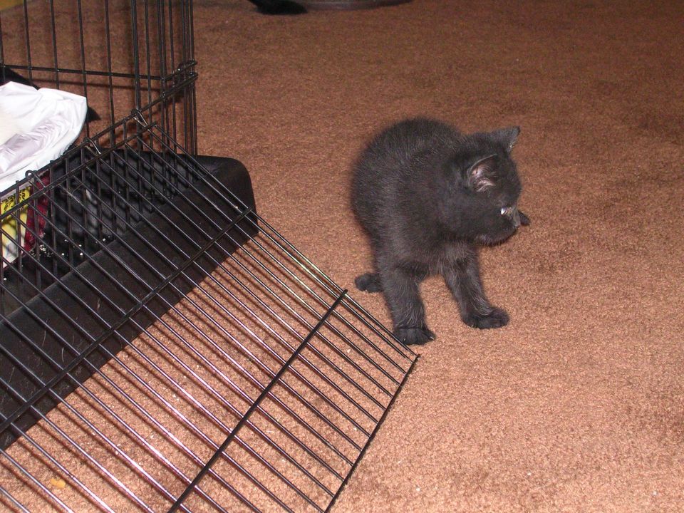 black kitten standing on carpet next to a wire crate