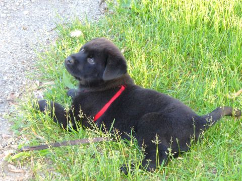 1991 Ford Probe - A black puppy with a red collar rests in the grass, looking to the left. A watermark for SuperMotors.net is visible.