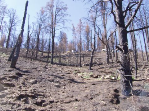 1967 Ford Bronco - Vehicles are visible on a hill in a forest that has been affected by fire.