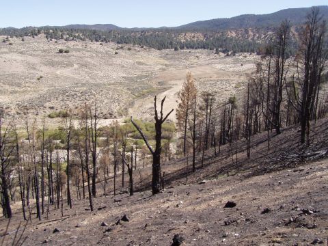 1967 Ford Bronco - Post-fire landscape shows charred trees on a slope above a dry riverbed and distant hills.