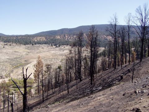 1967 Ford Bronco - A landscape scarred by fire, with blackened trees dominating the foreground and a dry valley stretching towards the horizon.