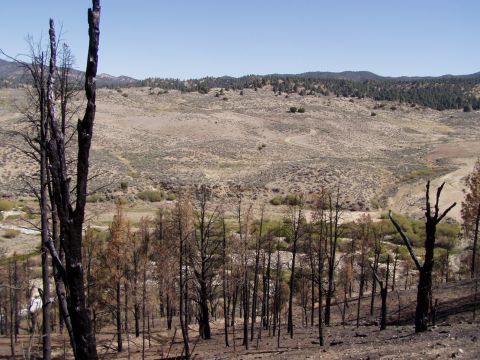 1967 Ford Bronco - A desolate scene of burnt trees and arid terrain under a clear blue sky.