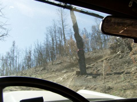 1967 Ford Bronco - Driving through a desolate landscape with burnt trees visible through the windshield and a reflection in the rearview mirror.