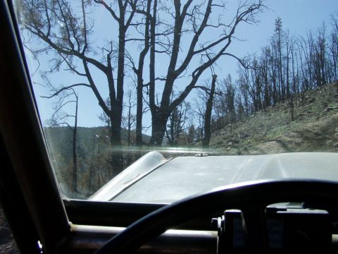 1967 Ford Bronco - View from inside a vehicle driving on a road through a forest with many burned trees.