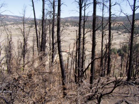 1967 Ford Bronco - A scene of a forest after a fire, with charred trees and undergrowth.