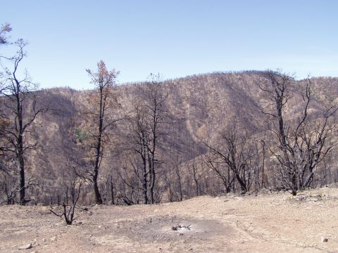 1967 Ford Bronco - A post-fire landscape shows the aftermath of a wildfire with charred trees and hillsides under a clear blue sky.
