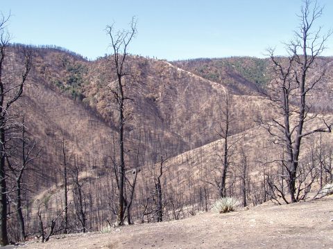 1967 Ford Bronco - A desolate scene of hillsides covered in dead trees after a fire, with a website logo visible.