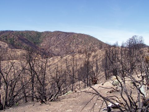 1967 Ford Bronco - A post-fire landscape shows the aftermath of a wildfire with charred trees and hills under a bright blue sky.