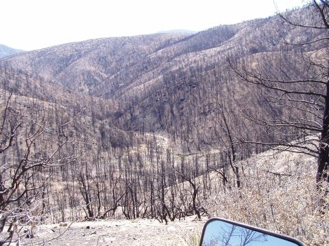 1967 Ford Bronco - Post-fire landscape shows hillsides covered in charred trees and sparse undergrowth.