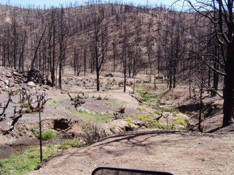1967 Ford Bronco - Two vehicles are visible in a landscape recovering from a forest fire.