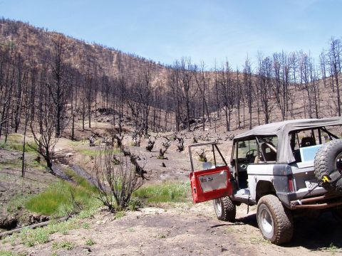 1967 Ford Bronco - A classic Ford Bronco sits in a landscape recovering from a wildfire, with charred trees dominating the background.