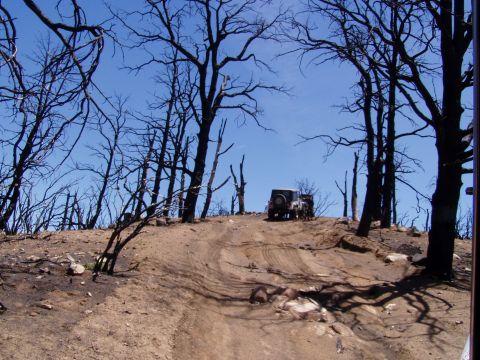 1967 Ford Bronco - A gray Jeep CJ-5 navigates a dirt road through a landscape of burnt trees under a clear blue sky.